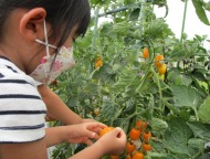 保育園の畑には夏野菜がたくさん実っています