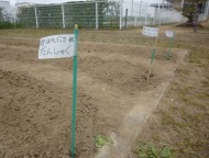 ジャガイモの苗植え