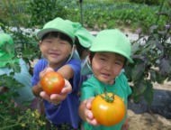 園庭内の畑で夏野菜の収穫